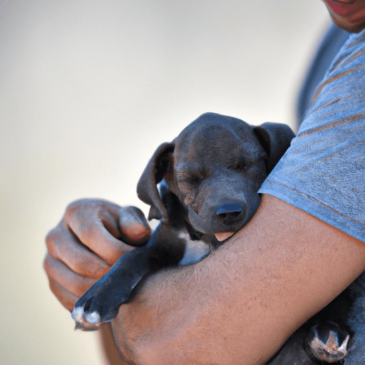 The_Benefits_of_Having_a_Pet_Exploring_the_Mental_Physical_and_Emotional_Benefits_of_Owning_a_Pet