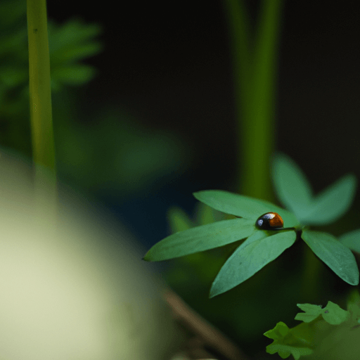 How_to_Use_Natural_Pest_Control_in_Your_Garden